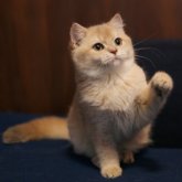 ブリティッシュショートヘア