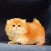 ブリティッシュショートヘア