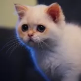 ブリティッシュショートヘア