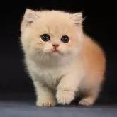 ブリティッシュショートヘア
