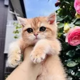 ブリティッシュショートヘア