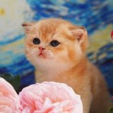 ブリティッシュショートヘア