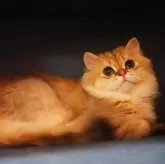 ブリティッシュロングヘア