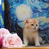 ブリティッシュショートヘア【千葉県・男の子・2025年4月24日・ブラックゴールデンシェーデッド】の写真8「お鼻まわりのこんもり具合が最高」