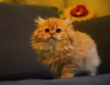 ブリティッシュロングヘア【千葉県・女の子・2025年1月27日・チョコレートゴールデンシェーデッド、マーブル柄付】の写真5