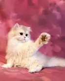 ブリティッシュロングヘア【千葉県・女の子・2025年5月10日・ブルーゴールデンシェーデッド(キャラメル)】の写真2