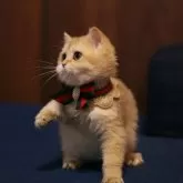 ブリティッシュショートヘア【千葉県・男の子・2025年7月4日・ブラックゴールデンシェーデッド】の写真3「顔は真ん丸です。最高に可愛い」