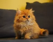 ブリティッシュロングヘア【千葉県・女の子・2025年1月27日・チョコレートゴールデンシェーデッド、マーブル柄付】の写真4