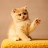 ブリティッシュショートヘア【千葉県・男の子・2025年10月20日・キャラメルブルーゴールデンシェーデッド】の写真4「早くお家に連れて帰ってニャン」