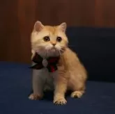 ブリティッシュショートヘア【千葉県・男の子・2025年7月4日・ブラックゴールデンシェーデッド】の写真4「お鼻まわりのこんもり具合が最高」