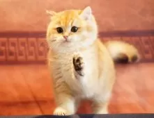 ブリティッシュショートヘア【千葉県・男の子・2024年11月21日・ブラックゴールデンシェーデッド】の写真5