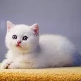 ブリティッシュショートヘア【千葉県・女の子・2025年10月20日・ブルーゴールドポイント】の写真4