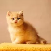 ブリティッシュショートヘア【千葉県・男の子・2025年10月20日・キャラメルブルーゴールデンシェーデッド】の写真6