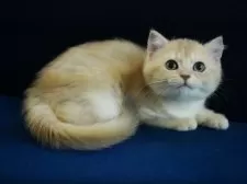 ブリティッシュショートヘア【千葉県・女の子・2025年6月15日・ライラックゴールデンシェーデッド】の写真8