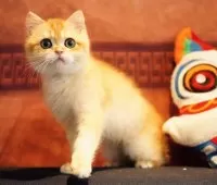 ブリティッシュショートヘア【千葉県・男の子・2024年10月10日・ブラックゴールデンシェーデッド】の写真12