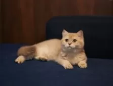 ブリティッシュショートヘア【千葉県・女の子・2025年6月15日・ライラックゴールデンシェーデッド】の写真3