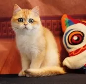 ブリティッシュショートヘア【千葉県・男の子・2024年10月10日・ブラックゴールデンシェーデッド】の写真4