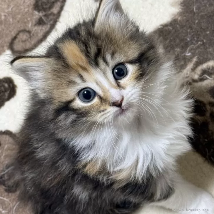 ID：2412-00210の子猫