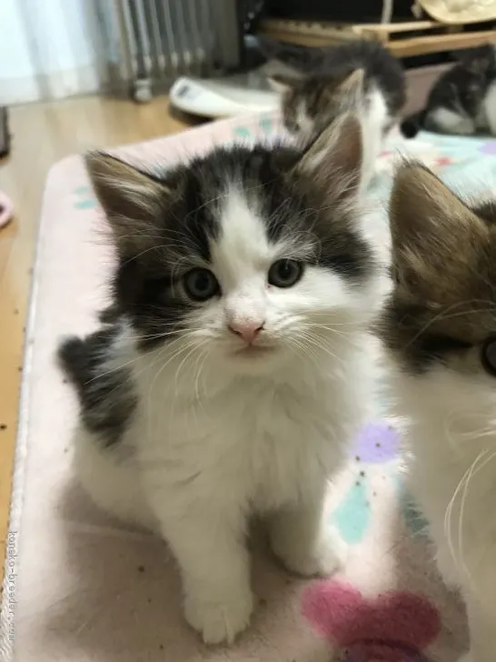 ID:1904-01669の子猫