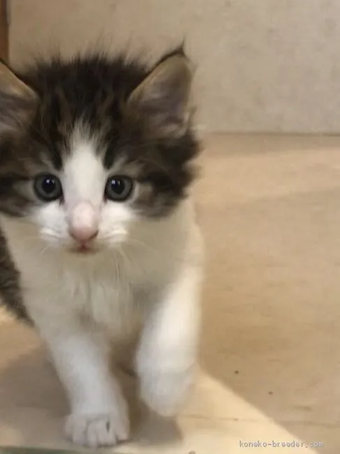 ID:2011-00834の子猫