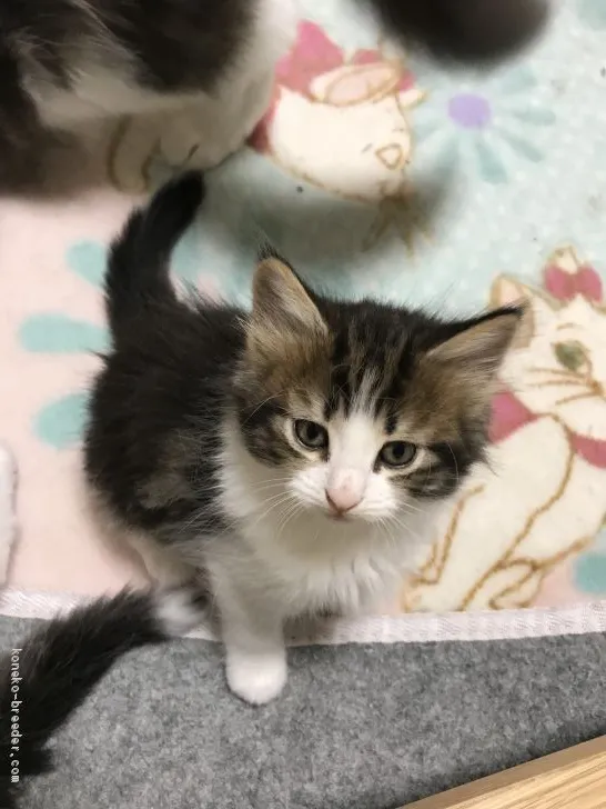 ID:1904-01700の子猫