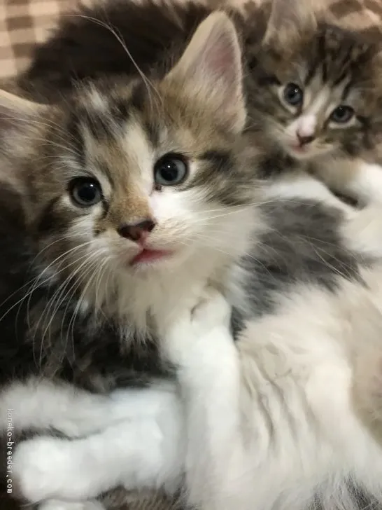 ID:2002-00739の子猫