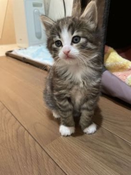 ノルウェージャンフォレストキャット【岡山県・男の子・2021年3月23日・ブラウンマッカレルタビー&ホワイト】の写真「ハチワレ、ミトンのかわいい男の子」