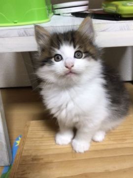 ノルウェージャンフォレストキャット【岡山県・男の子・2020年8月31日・ブラウンマッカレルタビー&ホワイト】の写真「黒一点の男の子。
好奇心旺盛です。」