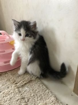 ノルウェージャンフォレストキャット【岡山県・女の子・2019年2月20日・ブラウンタビー&ホワイト】の写真「シフォンママ似の美人でお転婆さん」