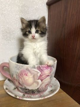 ノルウェージャンフォレストキャット【岡山県・女の子・2020年10月2日・ブラウンクラシックタビー&ホワイト】の写真「綺麗なハチワレの女の子」