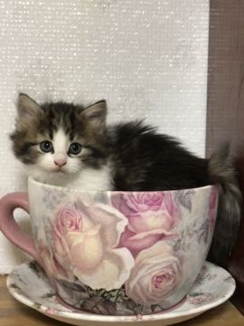 ノルウェージャンフォレストキャット【岡山県・女の子・2020年10月2日・ブラウンクラシックタビー&ホワイト】の写真「綺麗なハチワレ、クッキリお目々の襟巻き可愛い女の子」