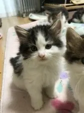 ノルウェージャンフォレストキャット【岡山県・女の子・2019年3月9日・ブラウンクラシックタビー&ホワイト】の写真1