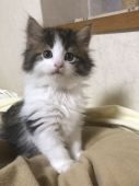 岡山県 田原 真由美 たわら まゆみ ブリーダー みんなの子猫ブリーダー 岡山県 田原 真由美 たわら まゆみ ブリーダー みんなの子猫ブリーダー