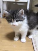 岡山県 田原 真由美 たわら まゆみ ブリーダー みんなの子猫ブリーダー 岡山県 田原 真由美 たわら まゆみ ブリーダー みんなの子猫ブリーダー