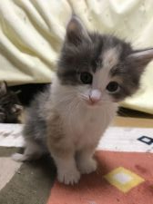 岡山県 田原 真由美 たわら まゆみ ブリーダー みんなの子猫ブリーダー 岡山県 田原 真由美 たわら まゆみ ブリーダー みんなの子猫ブリーダー