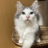 ノルウェージャンフォレストキャット