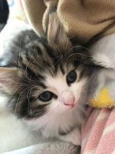 岡山県 田原 真由美 たわら まゆみ ブリーダー みんなの子猫ブリーダー 岡山県 田原 真由美 たわら まゆみ ブリーダー みんなの子猫ブリーダー