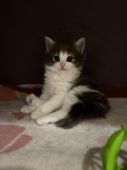 岡山県 田原 真由美 たわら まゆみ ブリーダー みんなの子猫ブリーダー 岡山県 田原 真由美 たわら まゆみ ブリーダー みんなの子猫ブリーダー