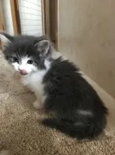 ノルウェージャンフォレストキャット【岡山県・男の子・2019年2月20日・ブルータビー&ホワイト】の写真2