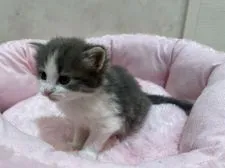 ノルウェージャンフォレストキャット【岡山県・男の子・2021年3月23日・ブルーマッカレルタビー&ホワイト】の写真3