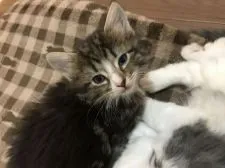 ノルウェージャンフォレストキャット【岡山県・女の子・2020年1月15日・ブラウンクラシックタビー&ホワイト】の写真3