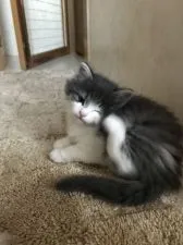 ノルウェージャンフォレストキャット【岡山県・男の子・2019年2月20日・ブルータビー&ホワイト】の写真3