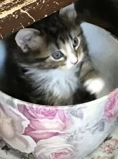 ノルウェージャンフォレストキャット【岡山県・女の子・2020年1月15日・ブラウンクラシックタビー&ホワイト】の写真4