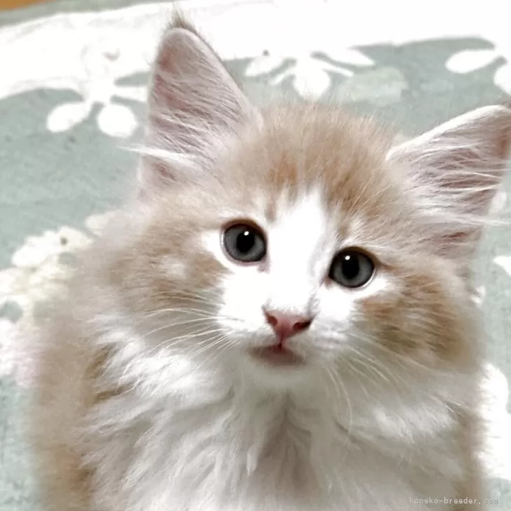 ID：2508-02912の子猫