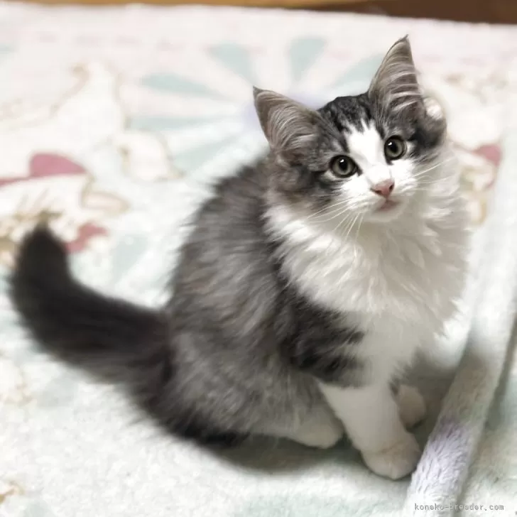 ID：2504-02588の子猫