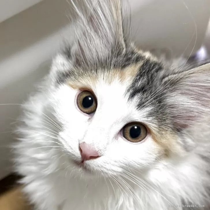 ID：2504-02590の子猫