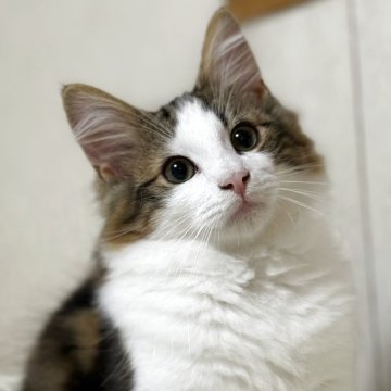 ノルウェージャンフォレストキャット【岡山県・男の子・2025年6月30日・ブラウンクラシックタビー&ホワイト】の写真「ブラウンタビーのハチワレイケメンくん」