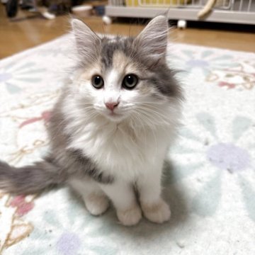 ノルウェージャンフォレストキャット【岡山県・女の子・2025年3月13日・ブルーマッカレルトービー&ホワイト】の写真「ブルーの三毛の女の子」