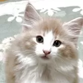 ノルウェージャンフォレストキャット