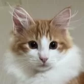 ノルウェージャンフォレストキャット【岡山県・女の子・2024年10月21日・レッドクラシックタビー&ホワイト】の写真1「テオパパ似の可愛いお顔」